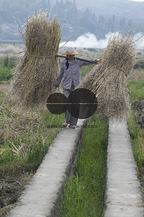 CHINA Peasants carrying bales of grain and hay during harvest time in Yunnan province.