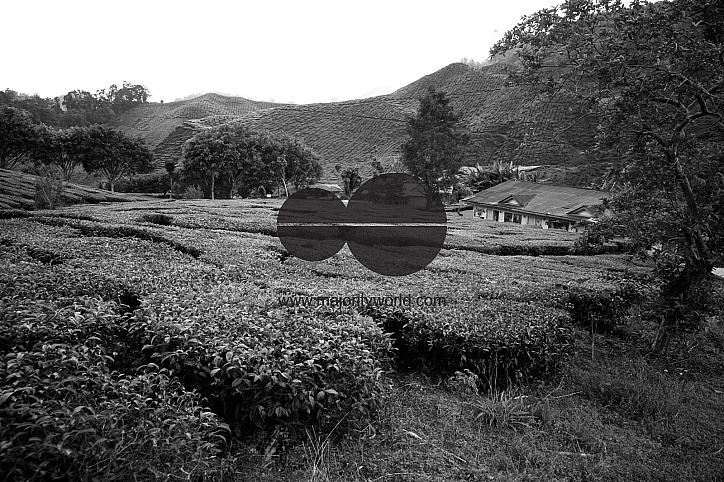Migrants in Malaysia's tea estates