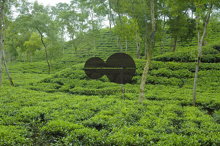 Malnichara Tea Garden