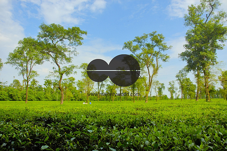 Jaflong Tea Garden