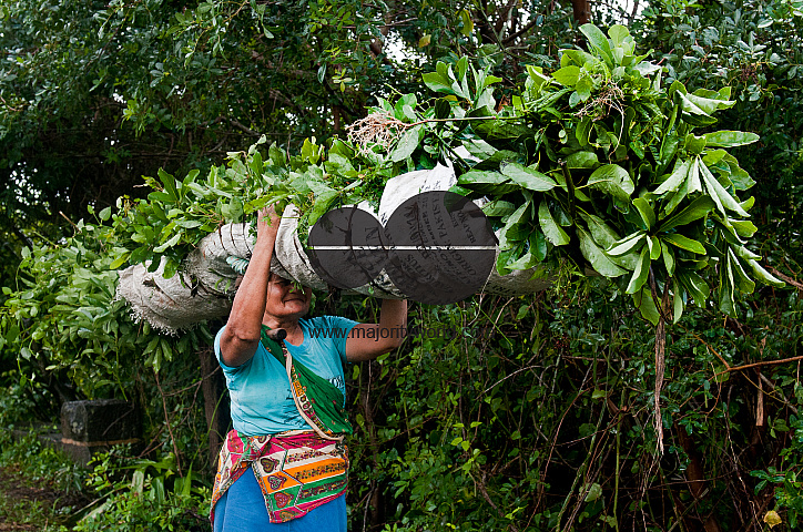 Mauritius. Fodder collected for cattle and goats.