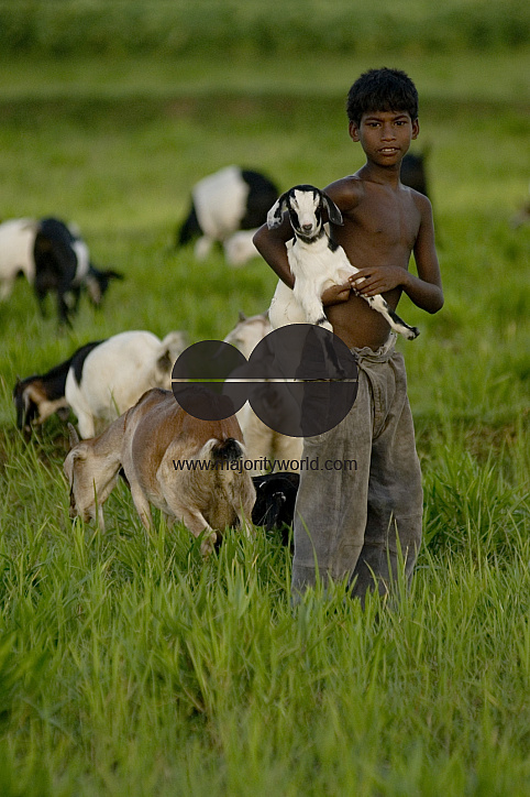 Graze goat: Bangladesh