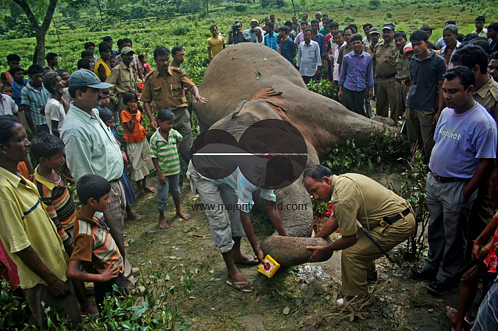 Preparation of emersion and the emersion of goddess Durga in Assam