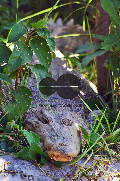 Crocodile Farm