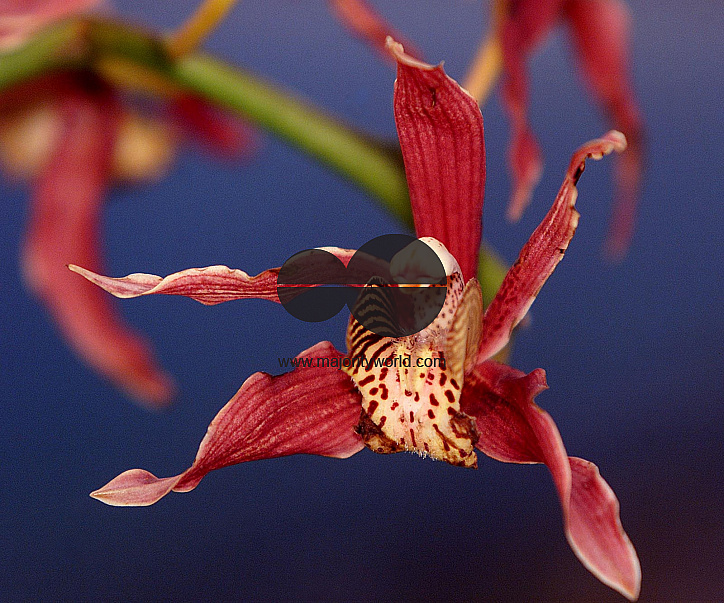 Flowers are displaced at a flower show on February, 2004.   Photograph/Sucheta Das