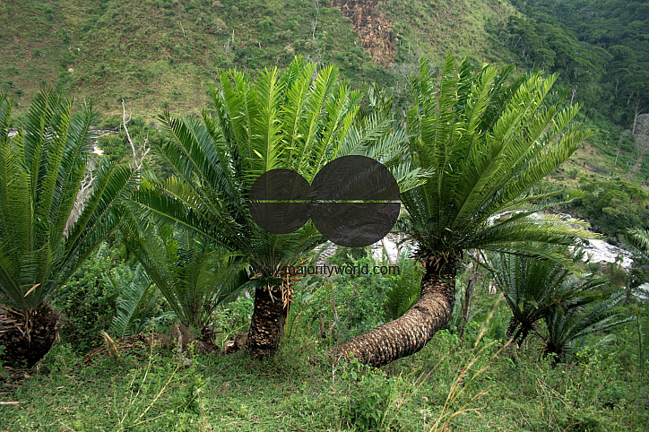 Cycads, Uganda