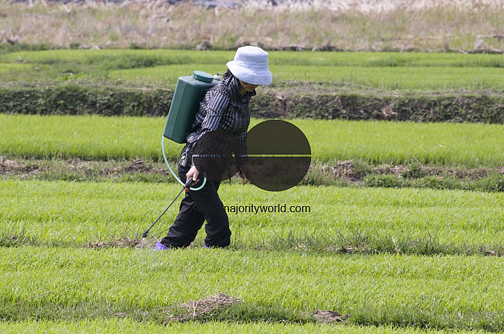 CHINA Peasants spraying fertilized on rice during harvest time in Yunnan province.