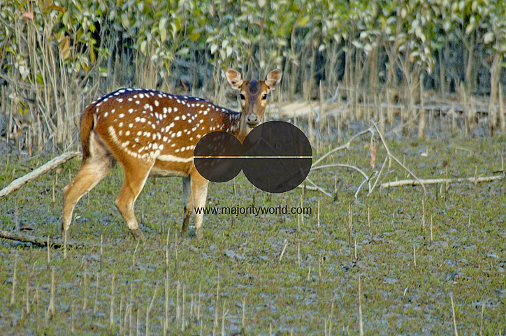 Sundarbans, Khulna, Bangladesh
