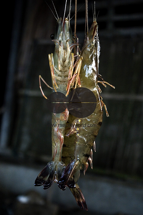 Palanquin_Bangladesh