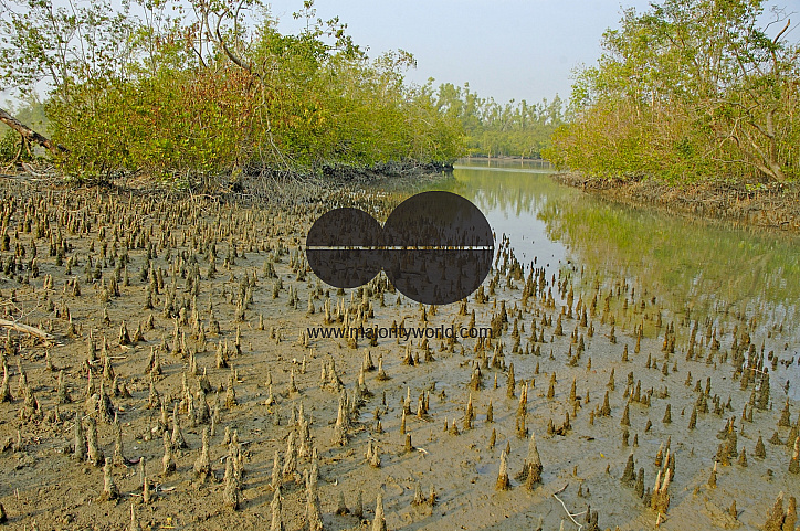 Sundarbans, Khulna, Bangladesh
