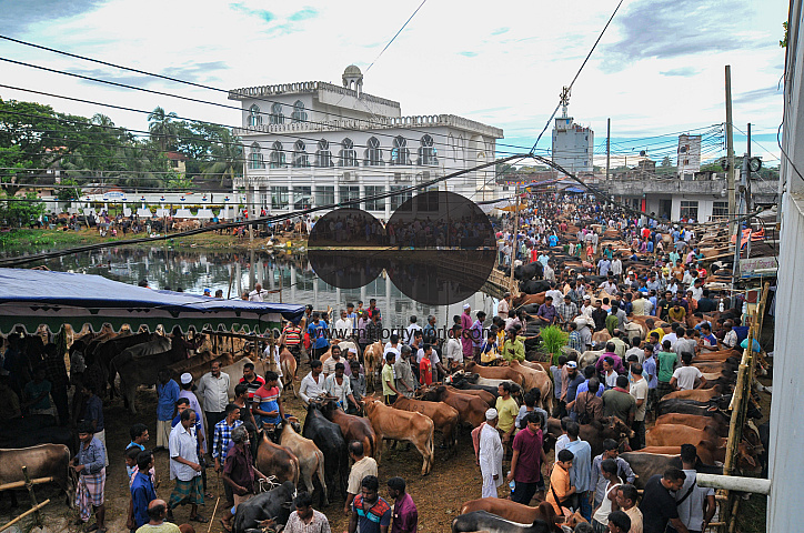 Cow Market