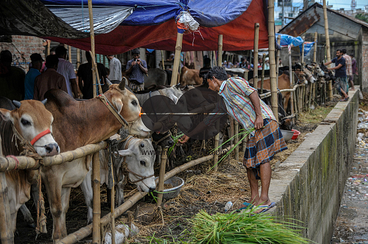Cow Market