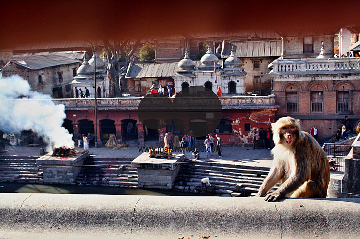 Pashupati Nath Temple