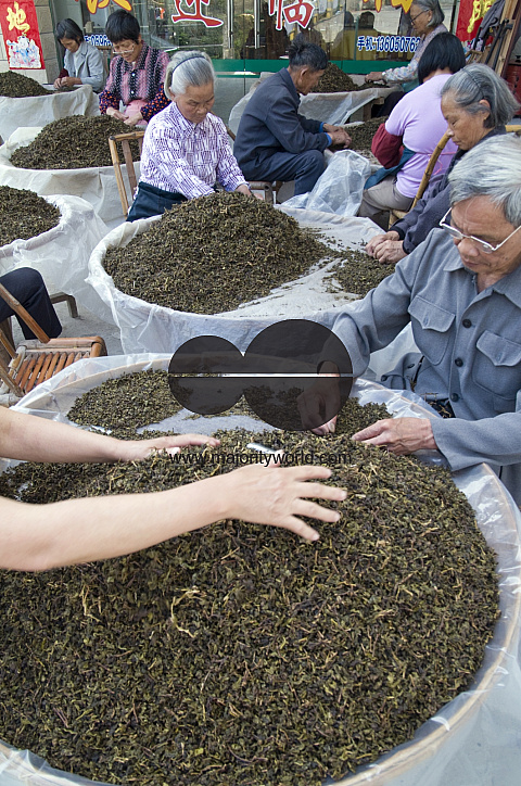 CHINA Sorting tea leaves and preparing them for packing  after harvest  in Fujian province.