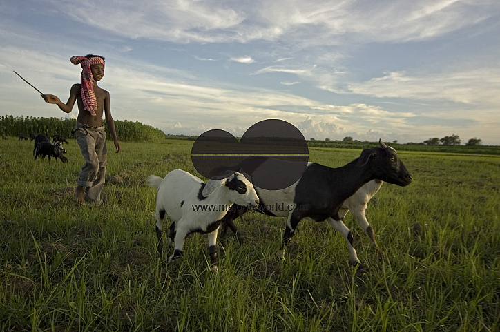 Graze goat: Bangladesh