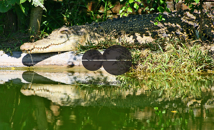 Crocodile Farm