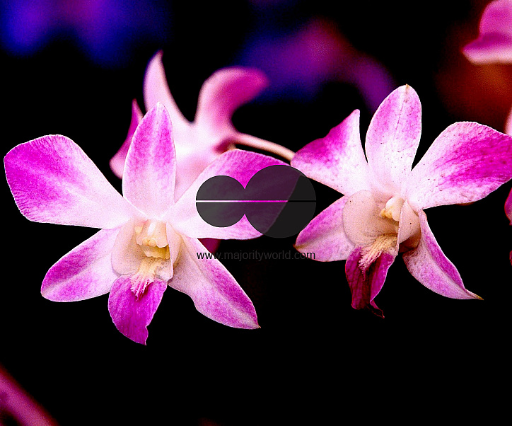 Flowers are displaced at a flower show on February, 2004.   Photograph/Sucheta Das