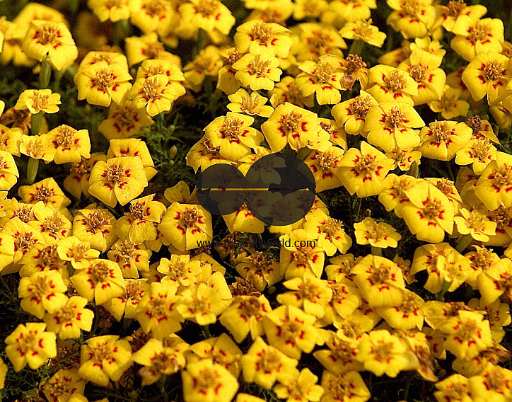Flowers are displaced at a flower show in Kolkata, India on February, 2004.   Photograph/Sucheta Das