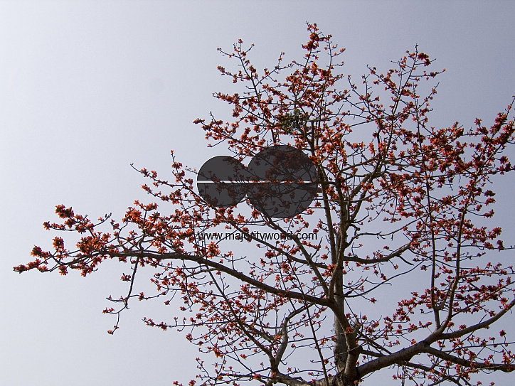 Silk cotton tree flower