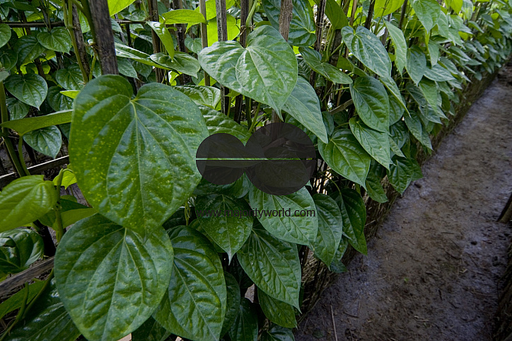 Betel leaf_Bangladesh
