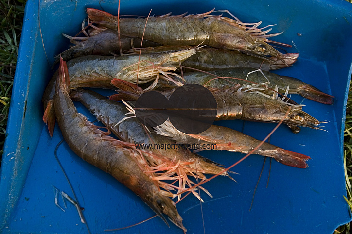Palanquin_Bangladesh