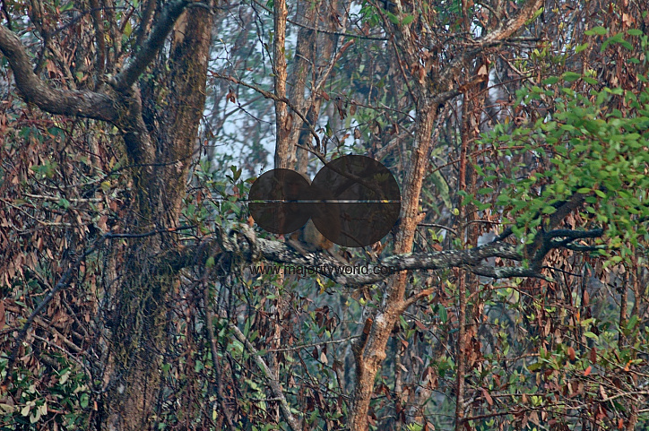 Sundarbans, Khulna, Bangladesh