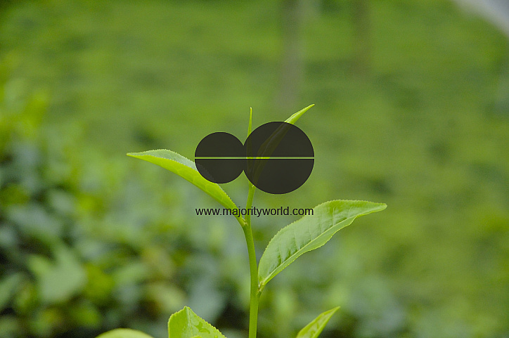 Malnichara Tea Garden