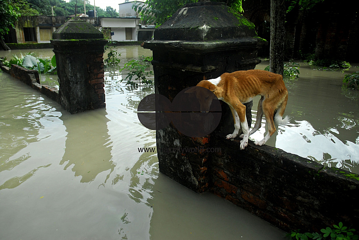 Huge damage at Sirajgonj because of flood