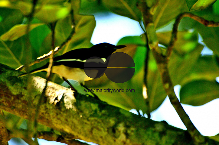 Magpie Robin, Mymensingh
