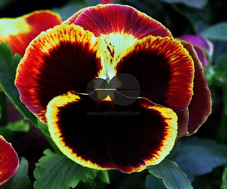 Flowers are displaced at a flower show in Kolkata on February, 2004.   Photograph/Sucheta Das