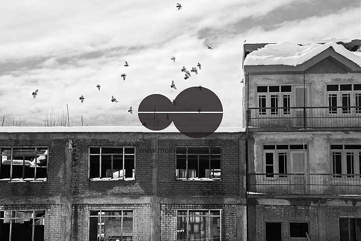 Pigeons flying from an abandoned and battered building, Srinagar.