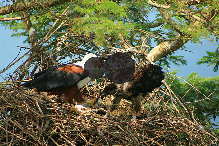 African Fish Eagle, Uganda