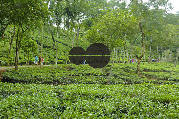 Malnichara Tea Garden