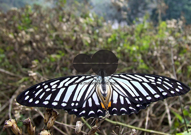 Conservation of Butterflies: Setting example for worldwide efforts