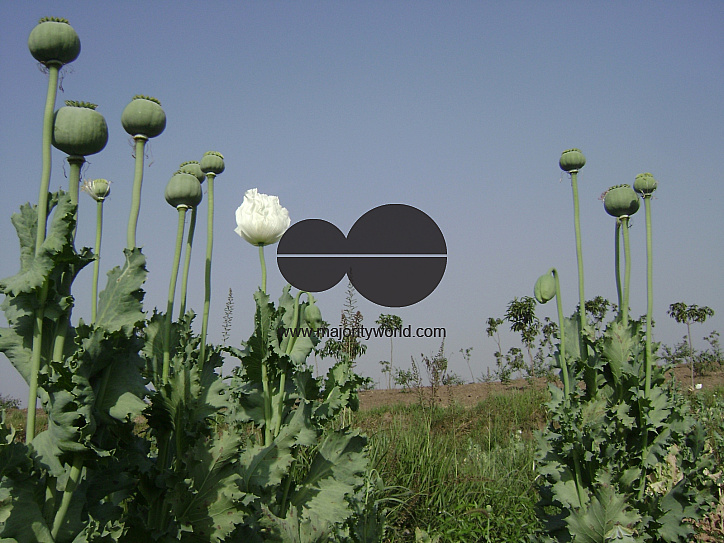 Poppy Cultivation destroyed