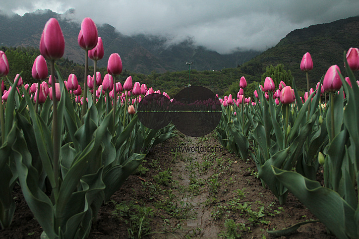 Tulip Garden Srinagar