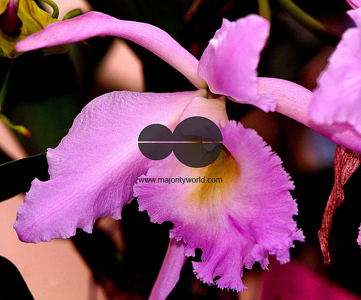 Flowers are displaced at a flower show on February, 2004.   Photograph/Sucheta Das