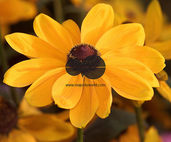 Flowers are displaced at a flower show in Kolkata on February, 2004.   Photograph/Sucheta Das