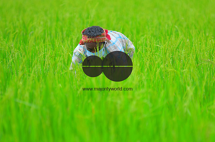 Agriculture, during lockdown