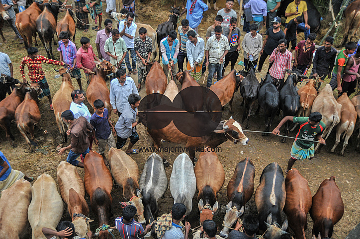 Cow Market