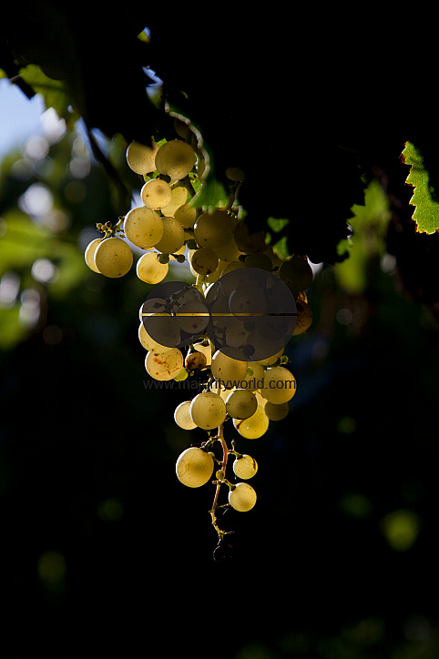 Vineyards in Cafayate region, Salta, Argentina