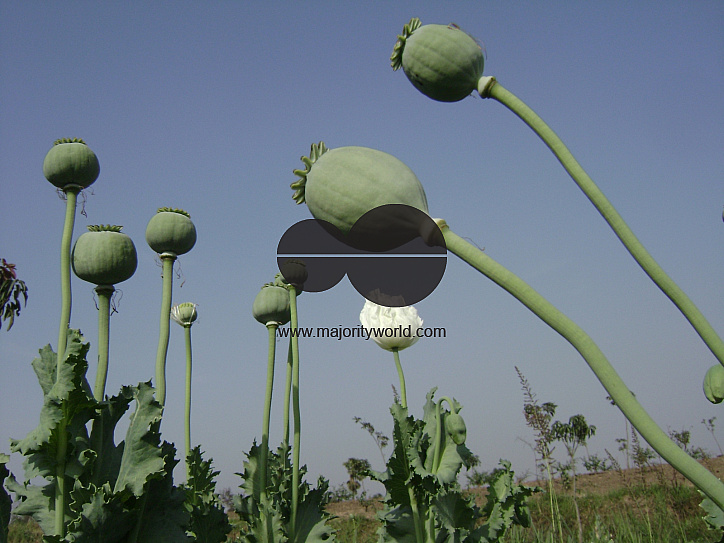 Poppy Cultivation destroyed