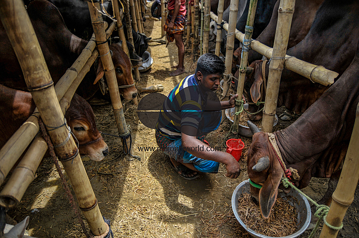 Cow Market