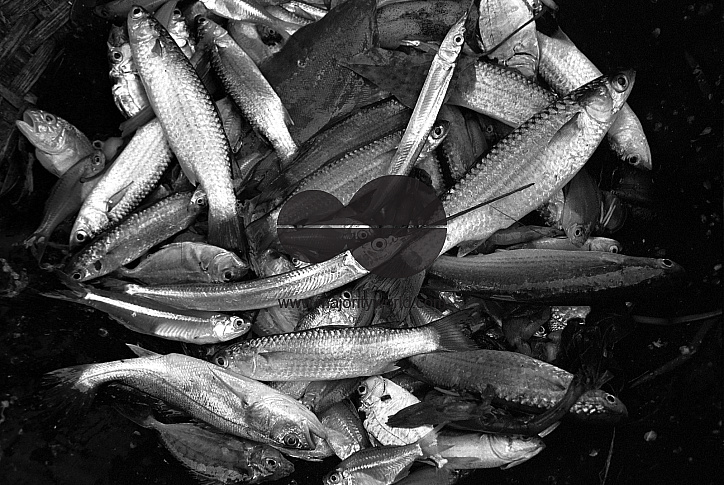 Fishermen's catch, Kerala