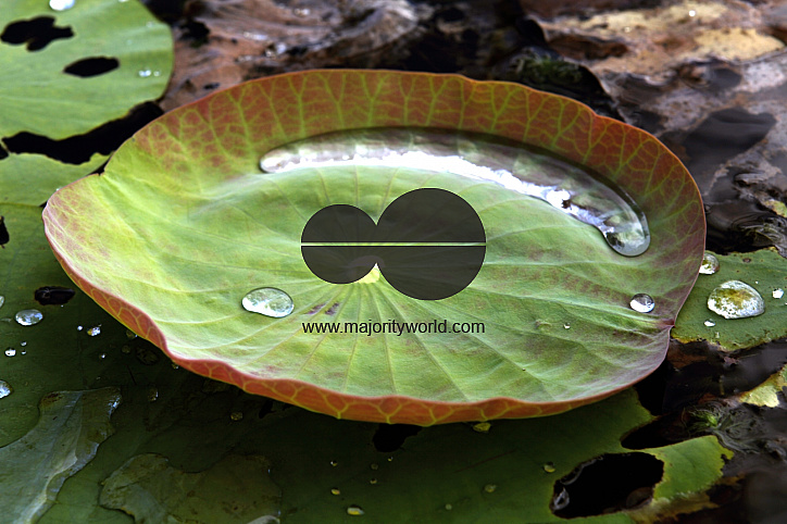 Lotus plate leaf