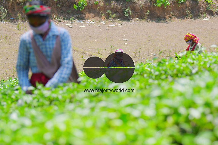 Tea garden workers during lockdown