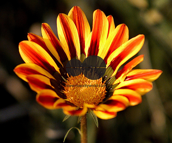 Flowers are displaced at a flower show in Kolkata, India on February, 2004.   Photograph/Sucheta Das