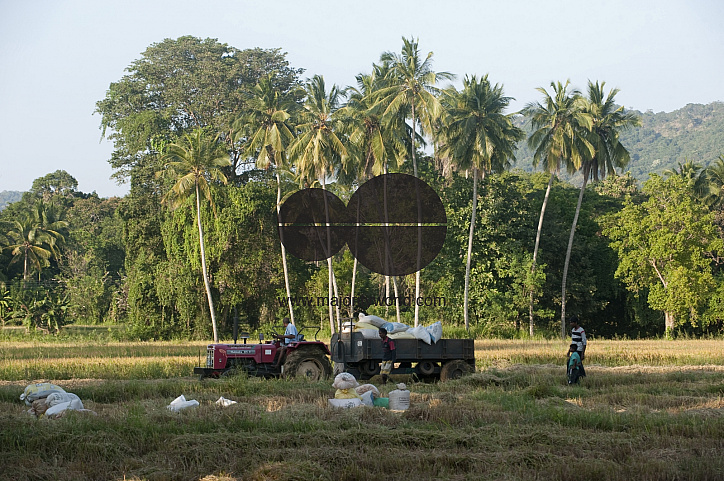 Sri Lanka. Tractor at work on a rice field near Buttala.