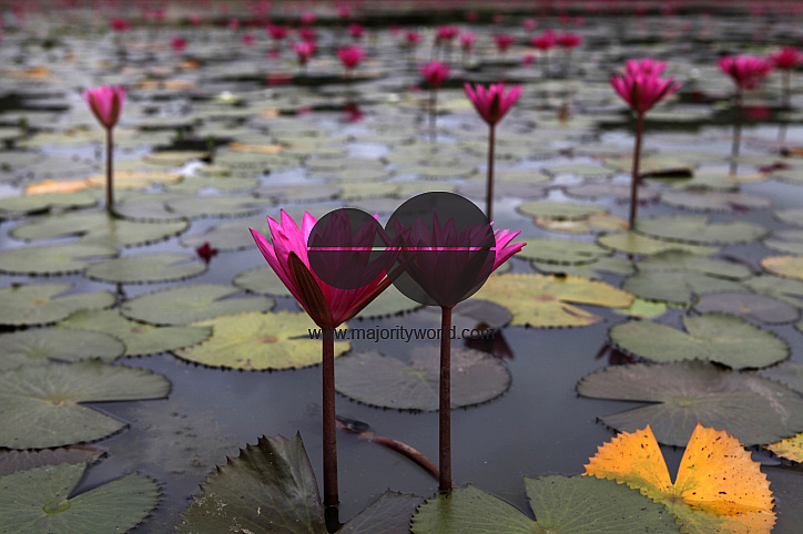 Red Water Lily