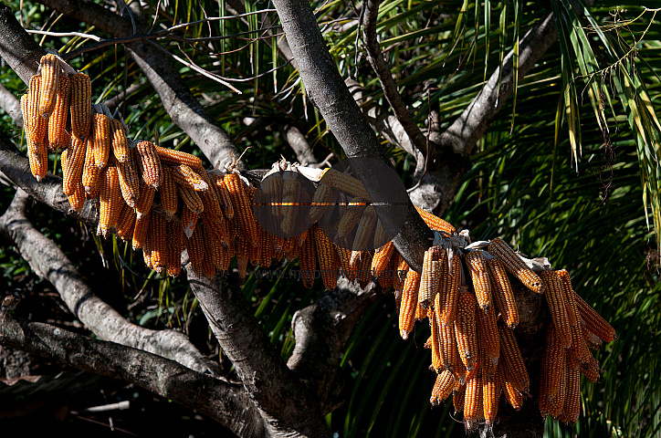 Mauritius. Rodrigues Island..Corn drying on a tree.